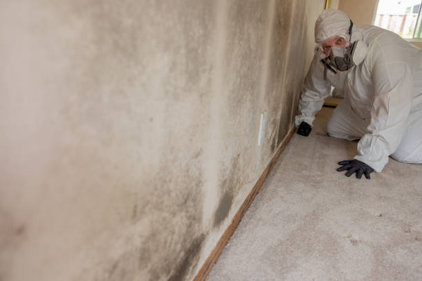 Best Water Damage & Mold Remediation  in Fox River Grove, IL